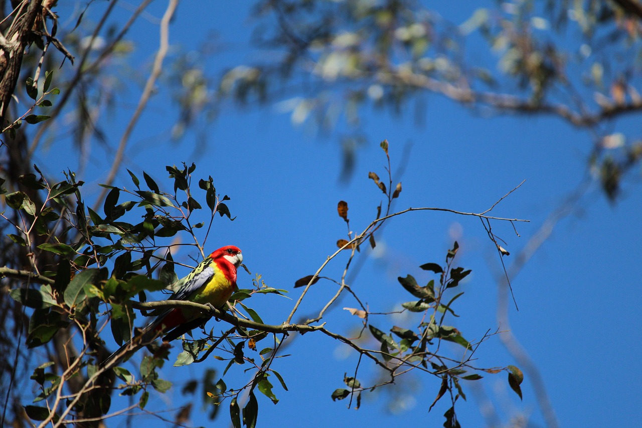 parrot bird gum free photo