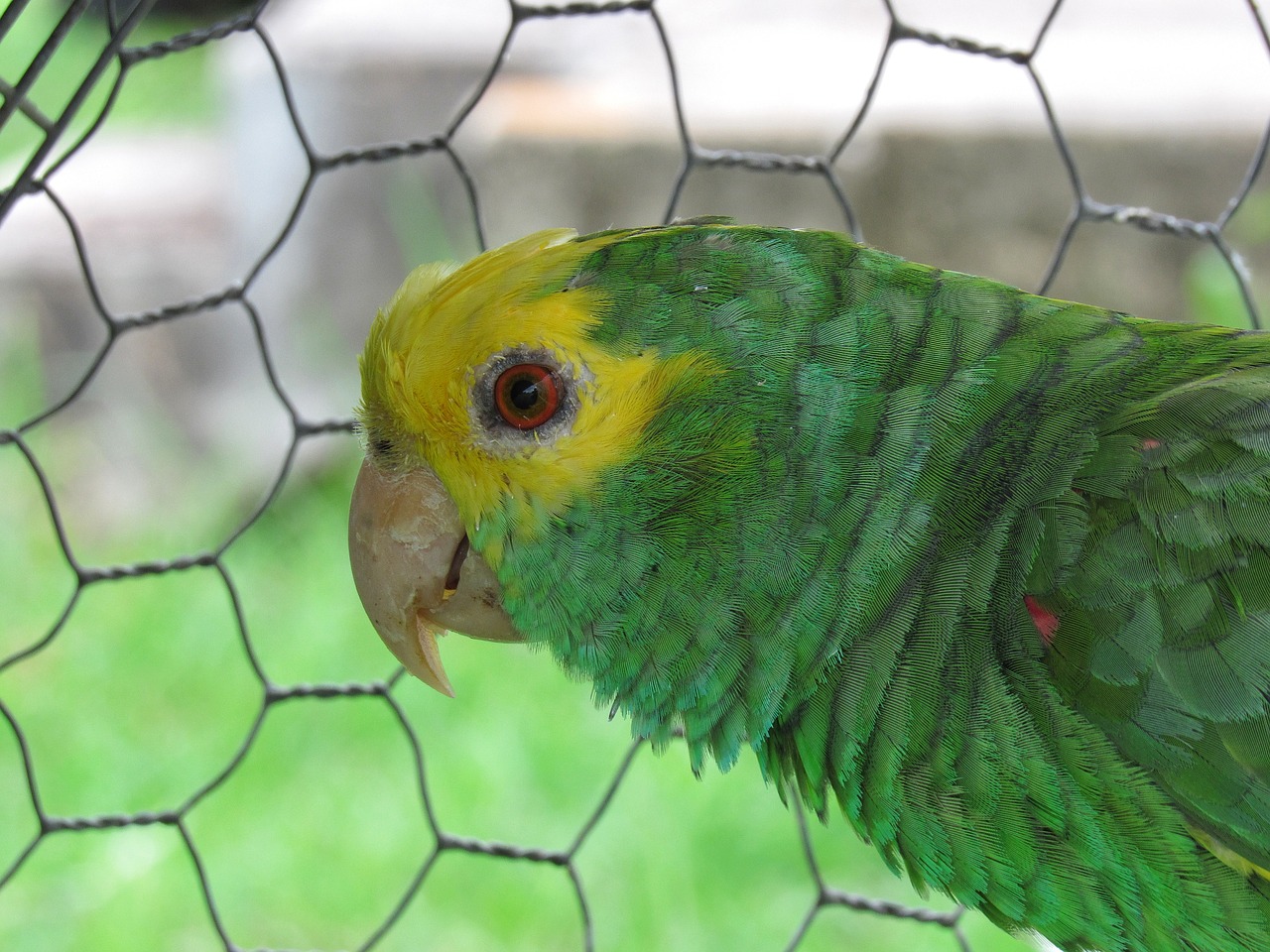 parrot yellow-headed cage free photo