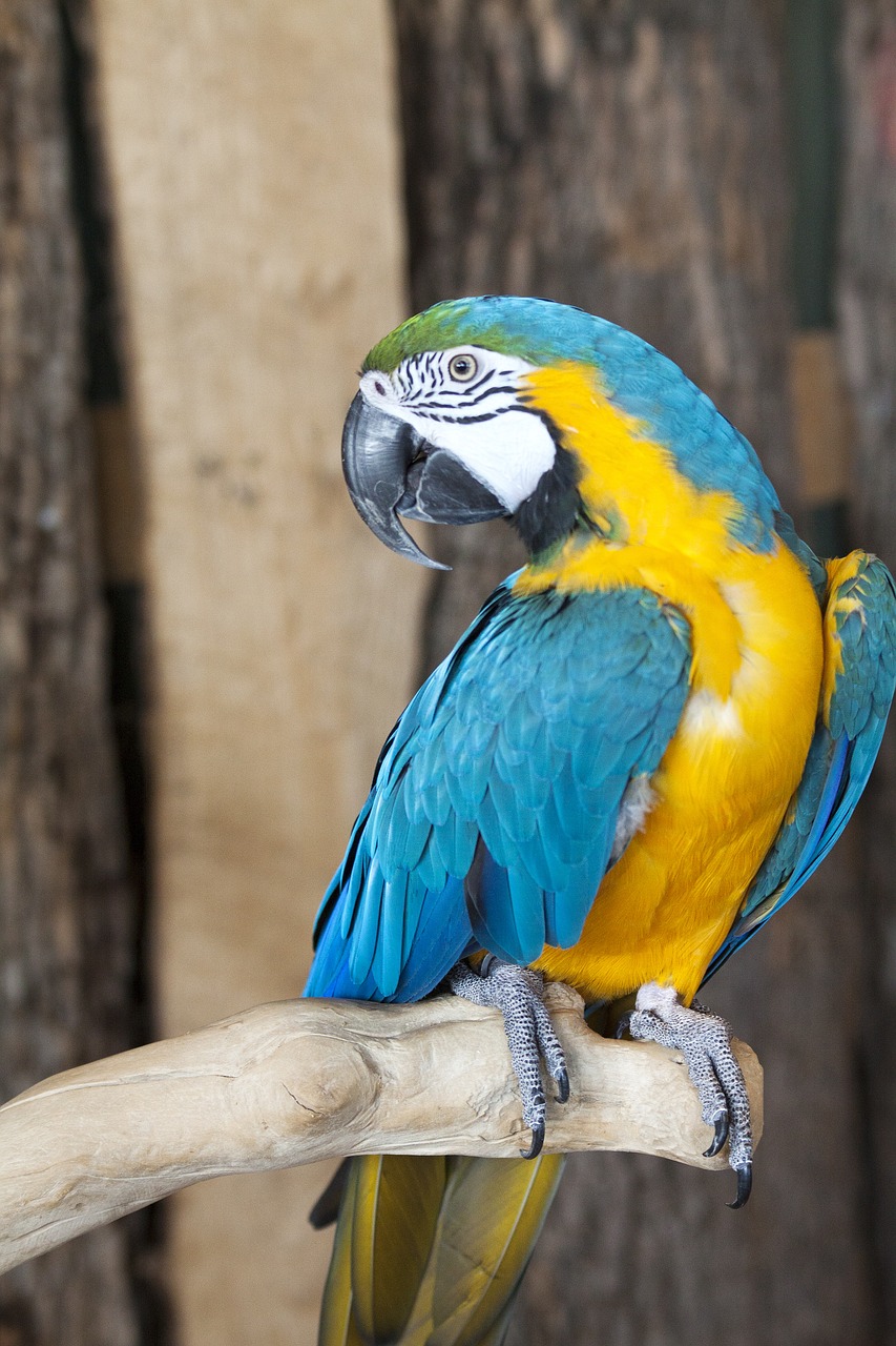 parrot bird zoo free photo