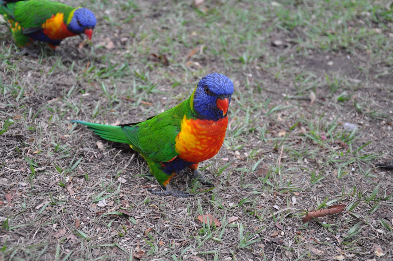 parrot birds australia free photo