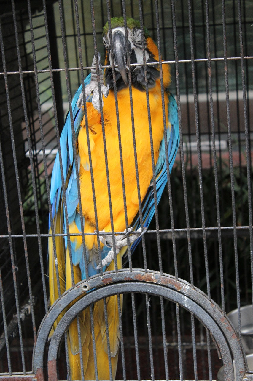 parrot macaw species free photo