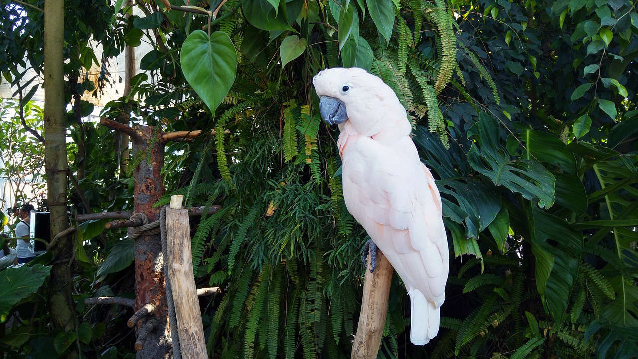 parrot parrots animals free photo