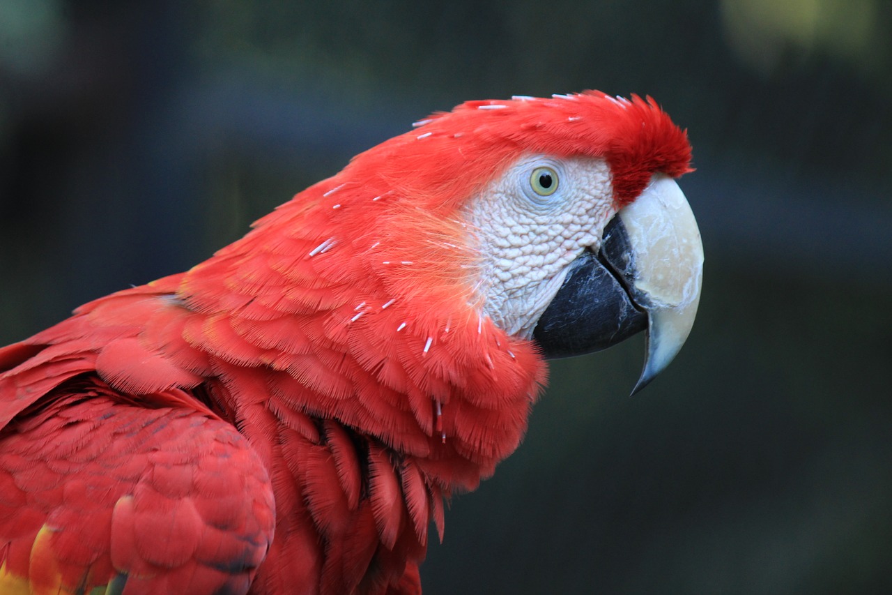 parrot macaw red free photo