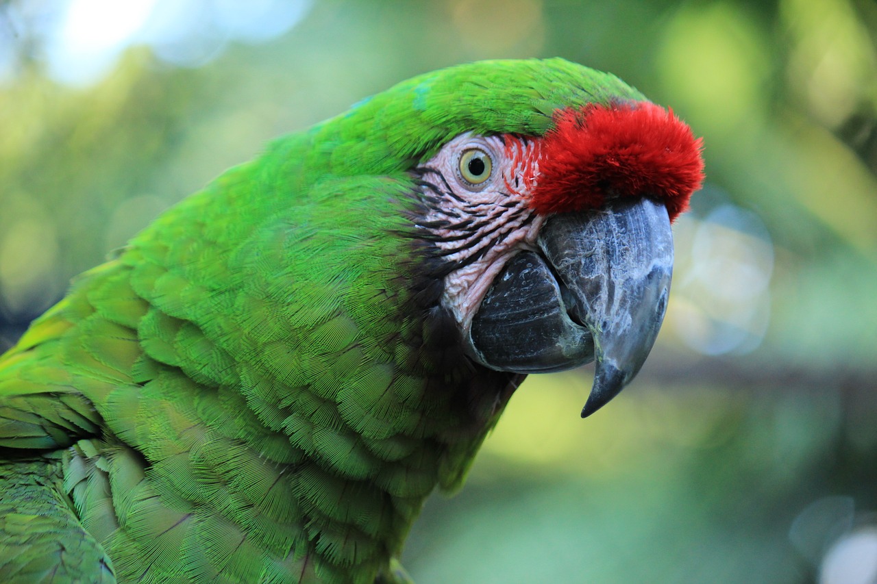 parrot macaw red free photo