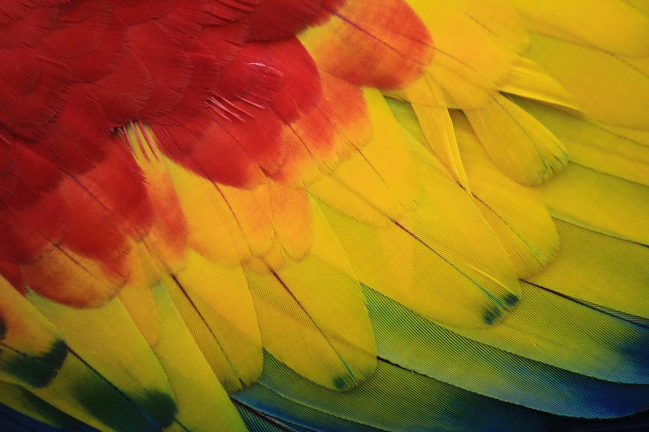 parrot macaw red free photo