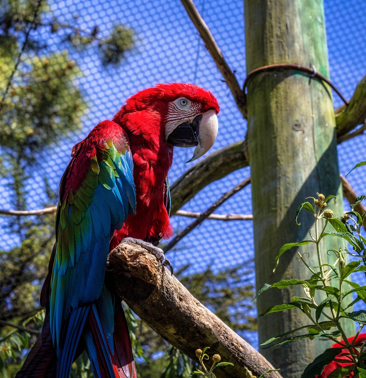 parrot animal zoo free photo