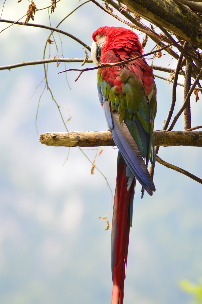 parrot birds ara free photo