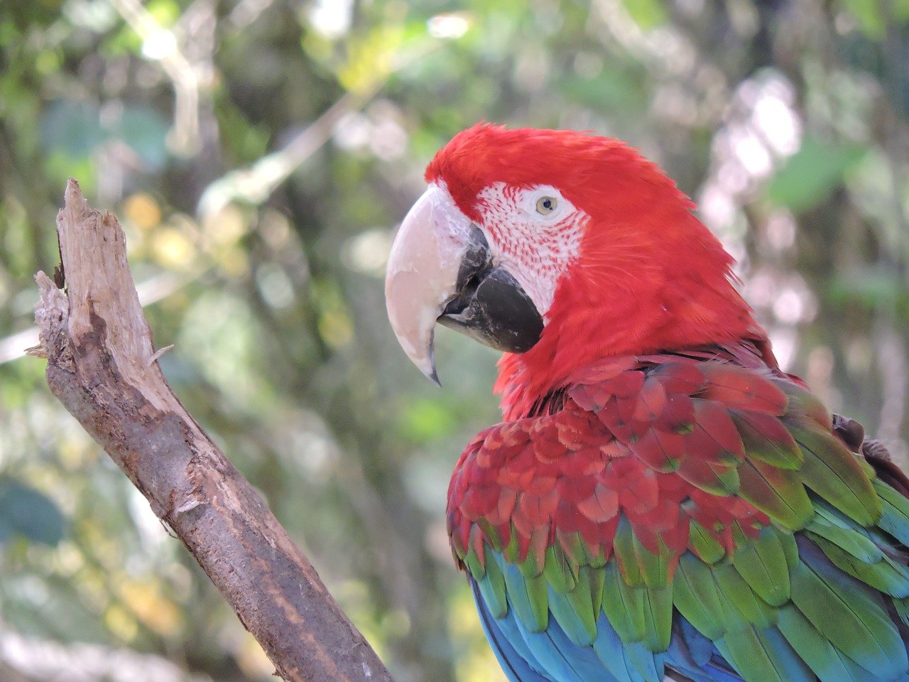 parrot macaw ave free photo