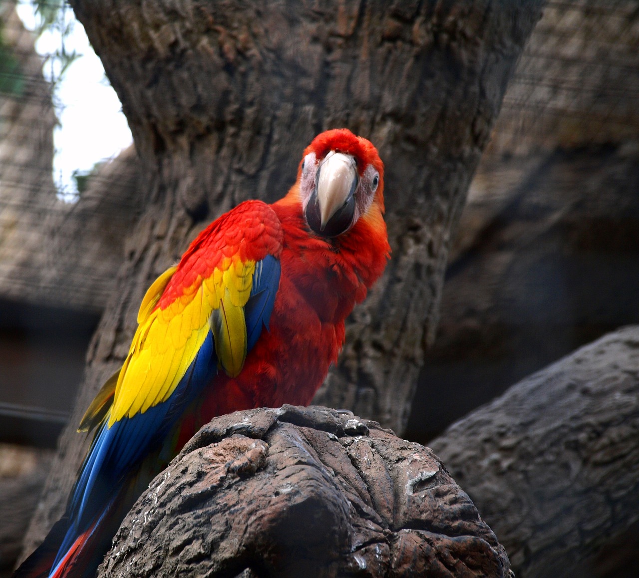 parrot bird papużka free photo