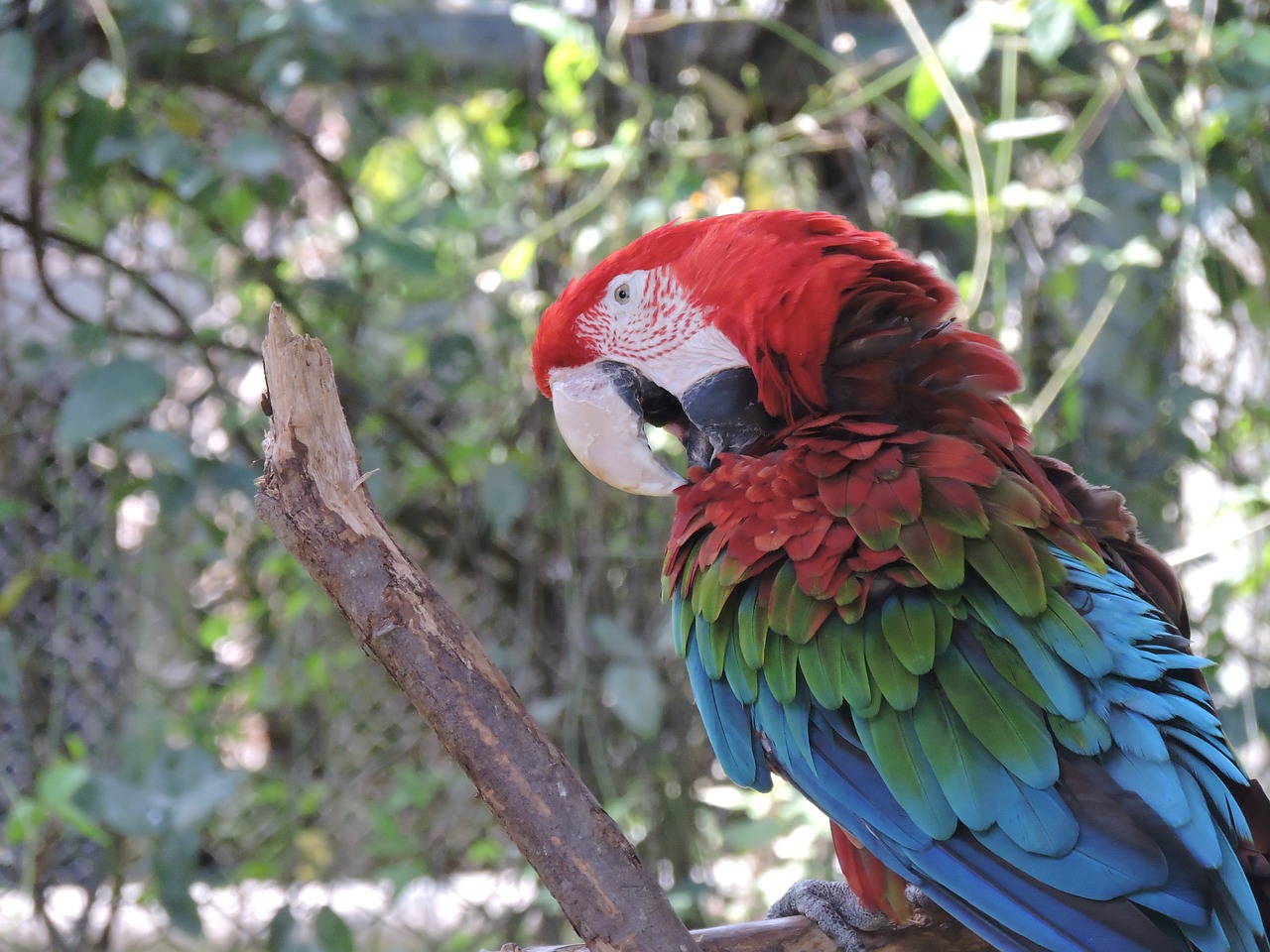parrot gucamaya colorful free photo
