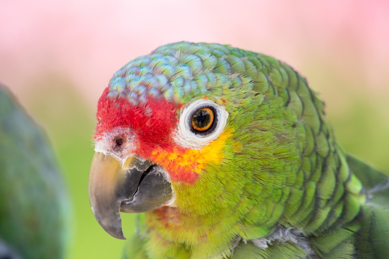 parrot close colorful free photo