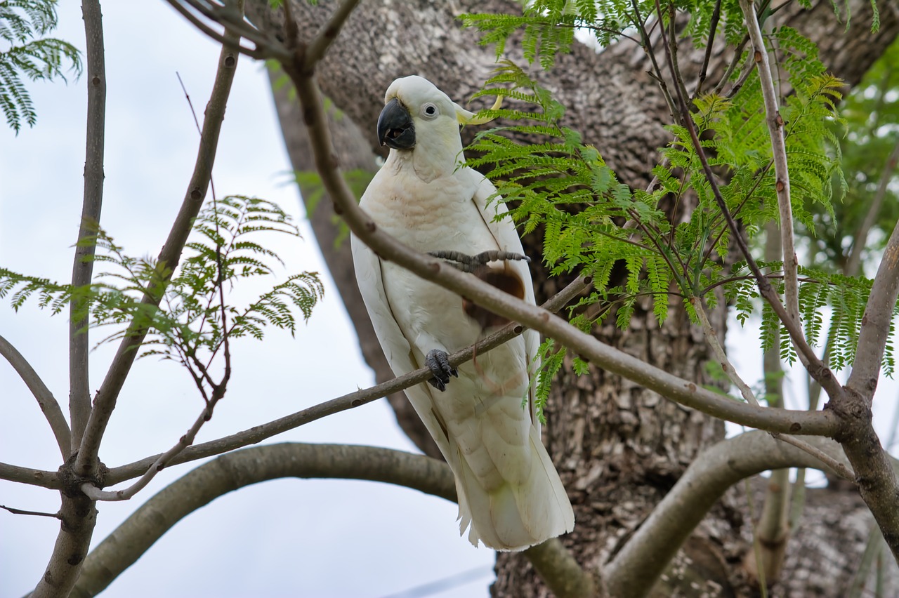 parrot cockatoo sulfur-crest free photo