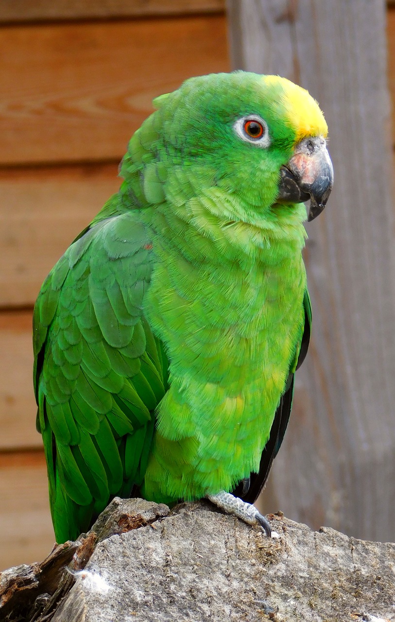 parrot green green birds free photo