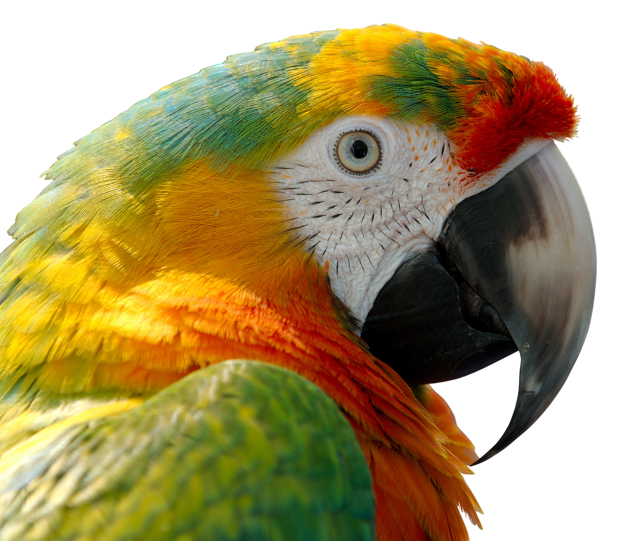 parrot bird feather free photo