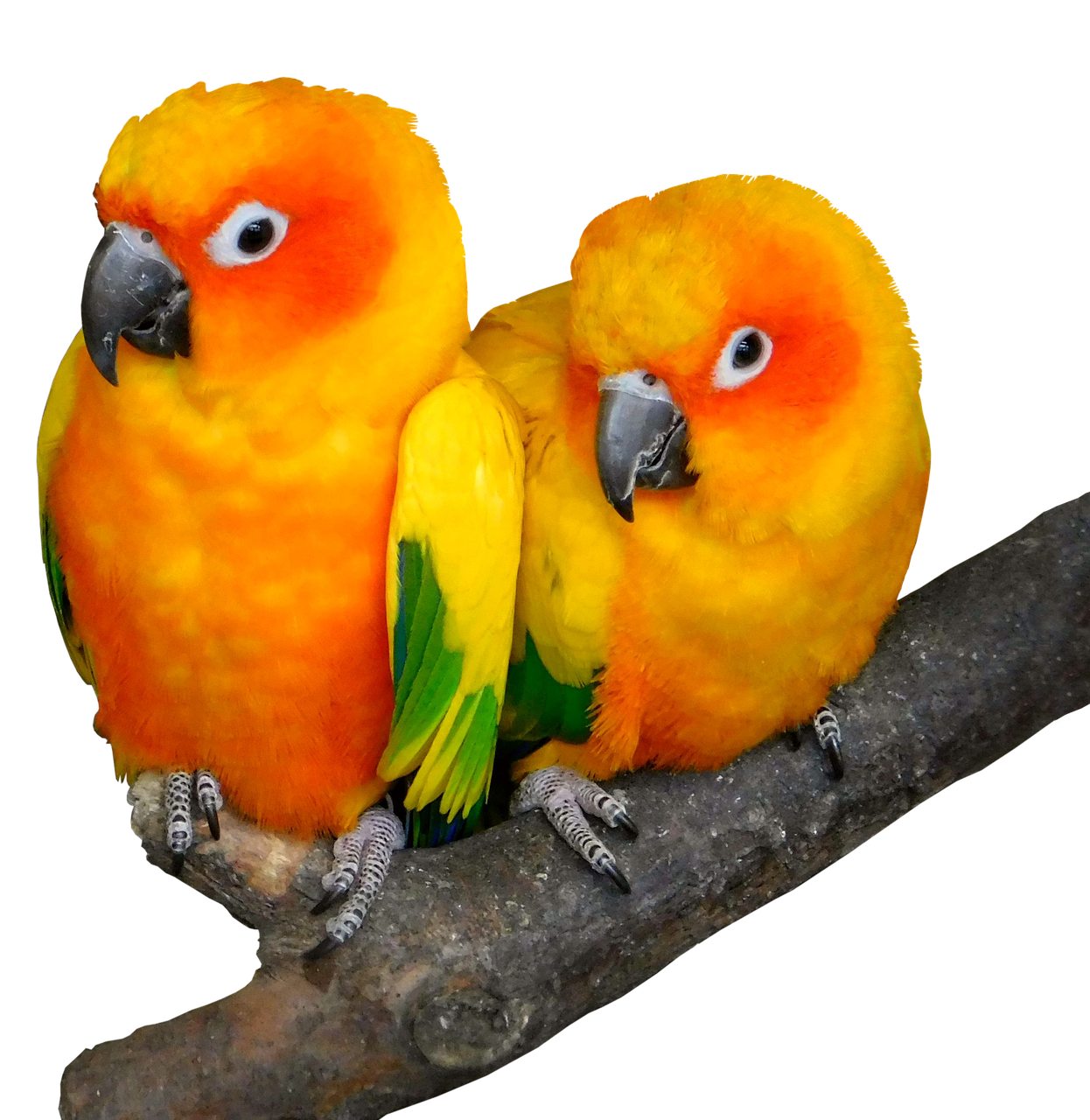parrot bird tropical free photo