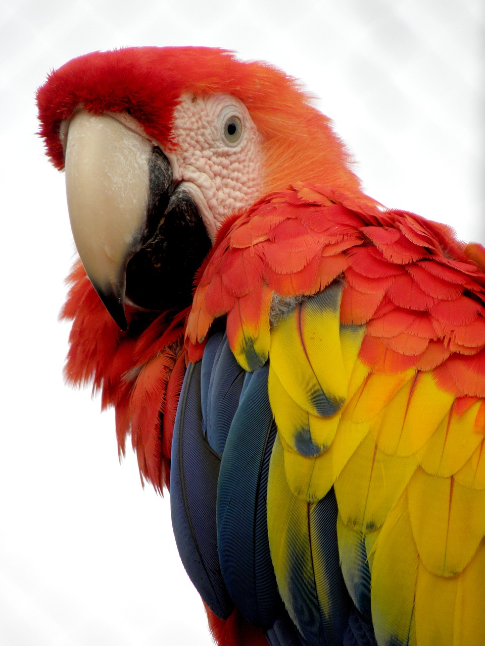 parrot macaw bird free photo