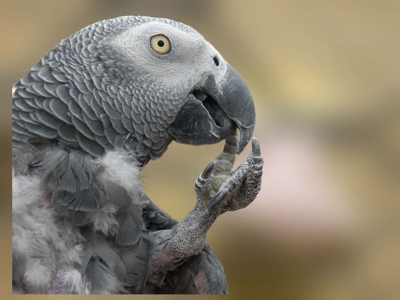 parrot bird pet free photo