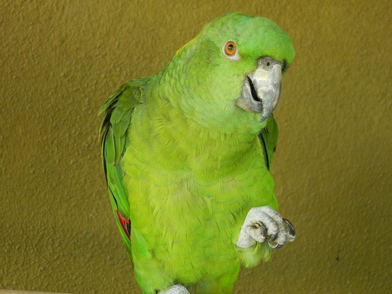 parrot bird animal free photo