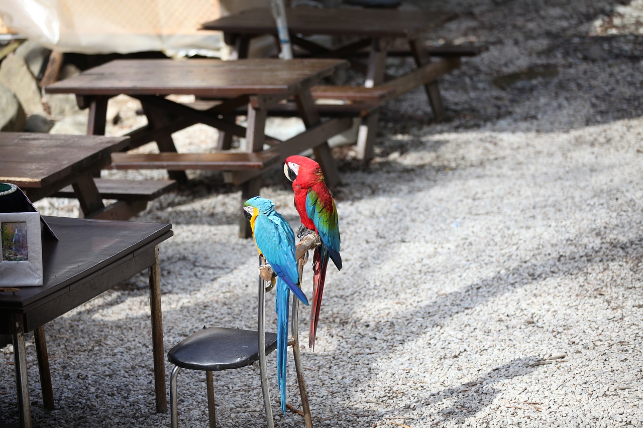 parrot red blue free photo