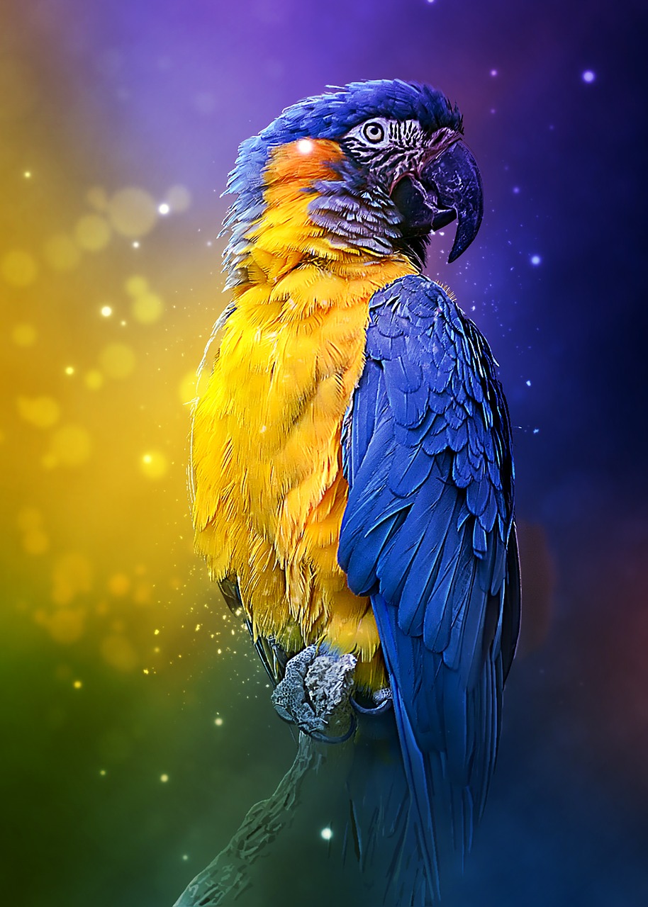 parrot colorful bird free photo
