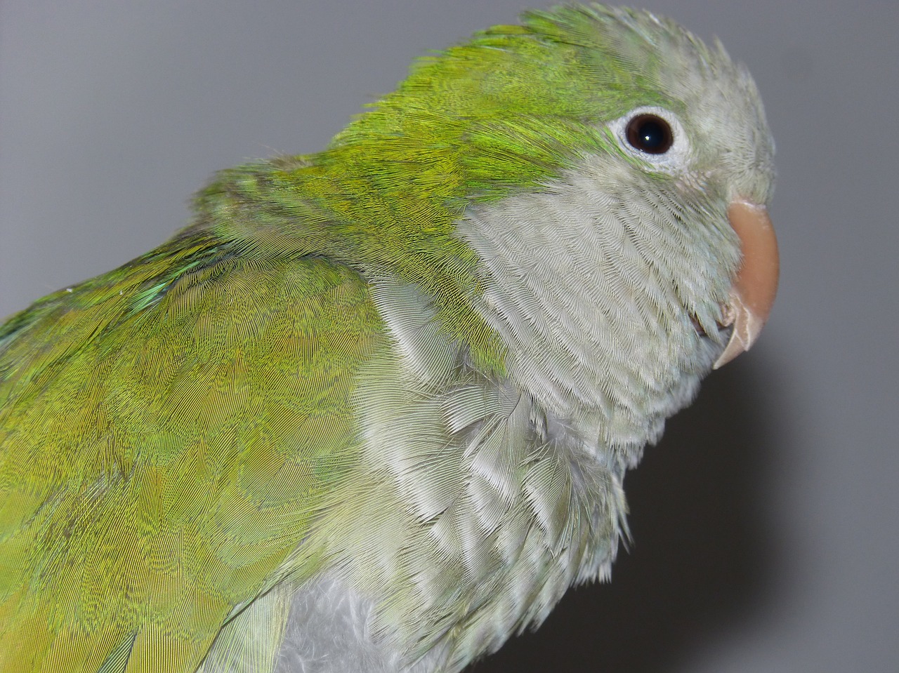 parrot detail feathers free photo