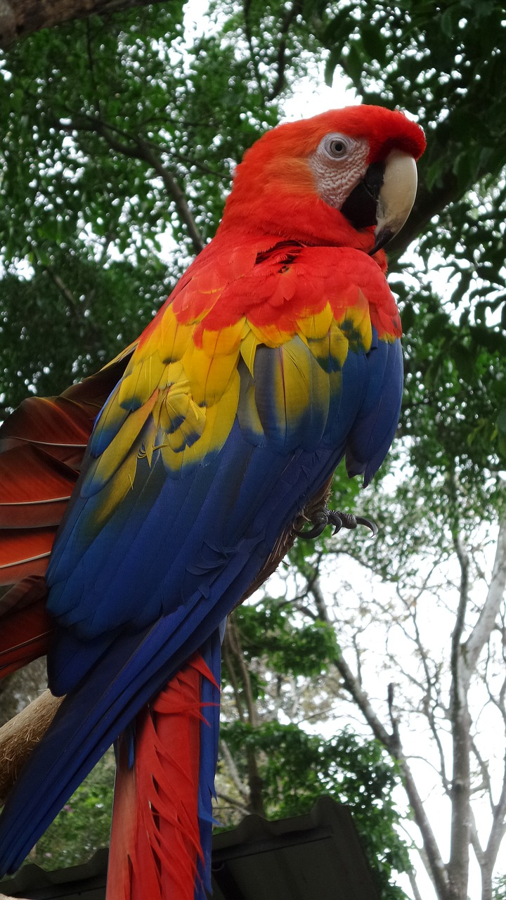 parrot bird macaw free photo