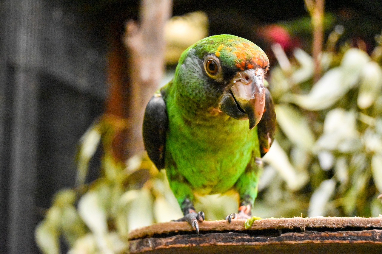 parrot  bird  animal free photo