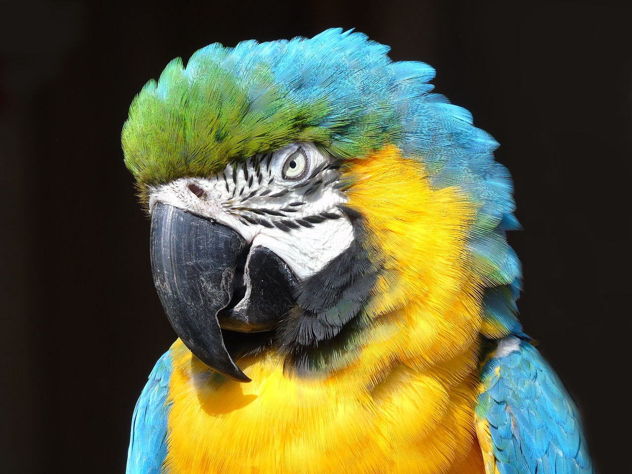 parrot  wildlife  bird free photo