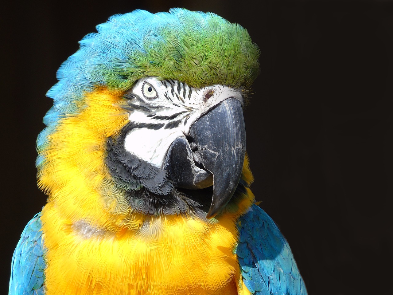 parrot  macaw  feather free photo