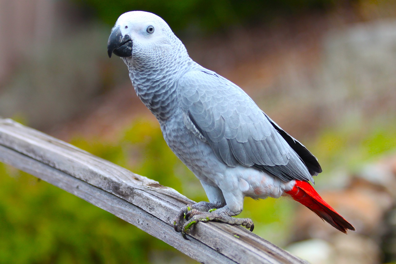 parrot  bird  wildlife free photo