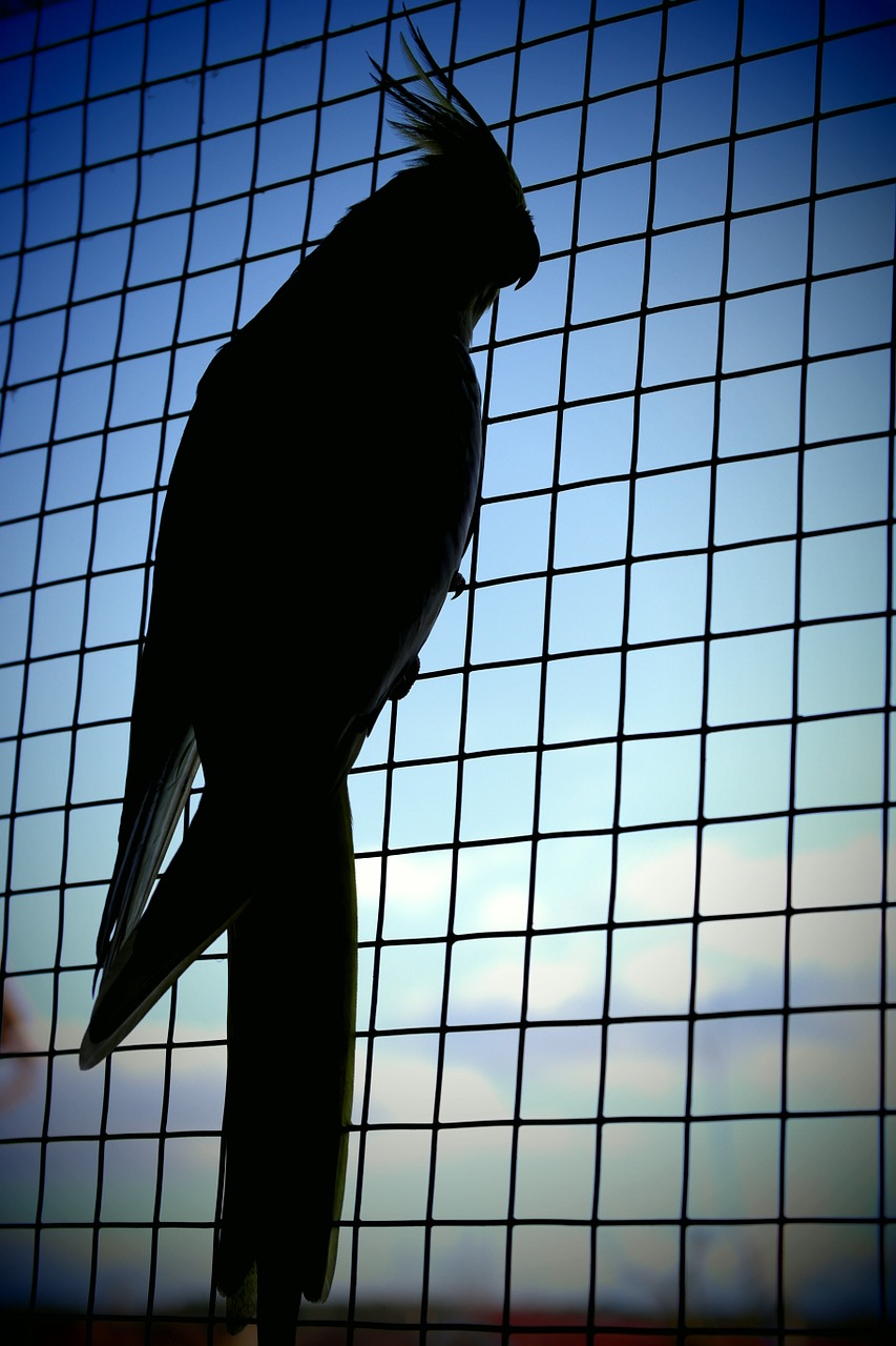 parrot shadow captivity free photo