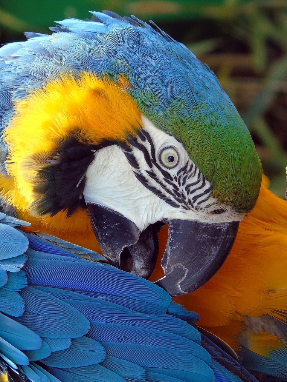 parrot  bird  feather free photo