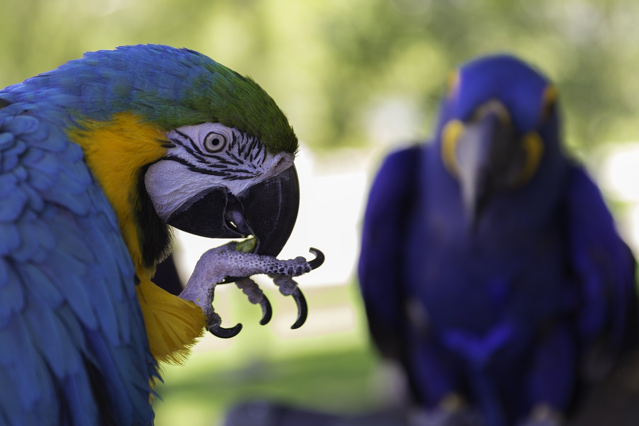parrot  bird  exotic free photo