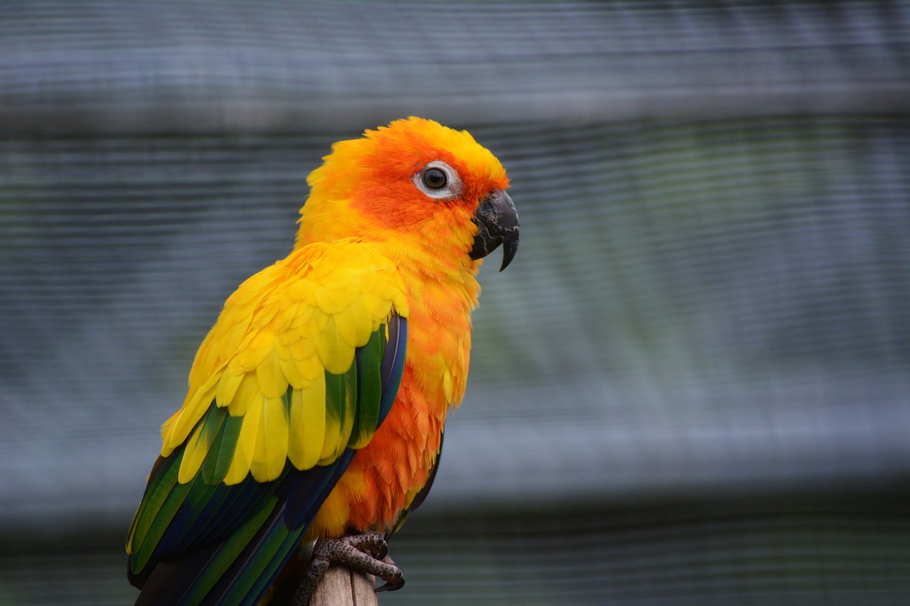 parrot  lori  animal world free photo