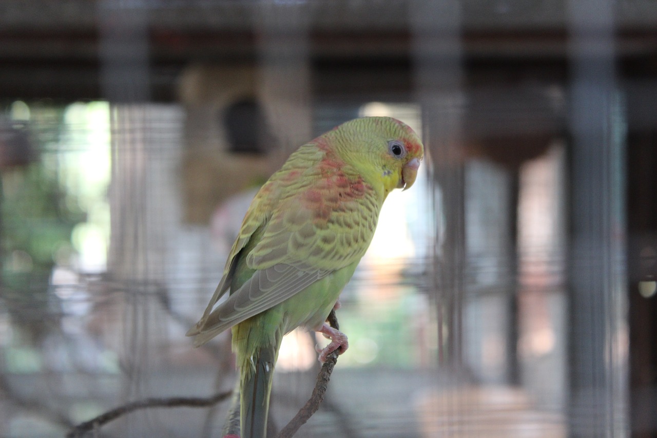 parrot cage captivity free photo