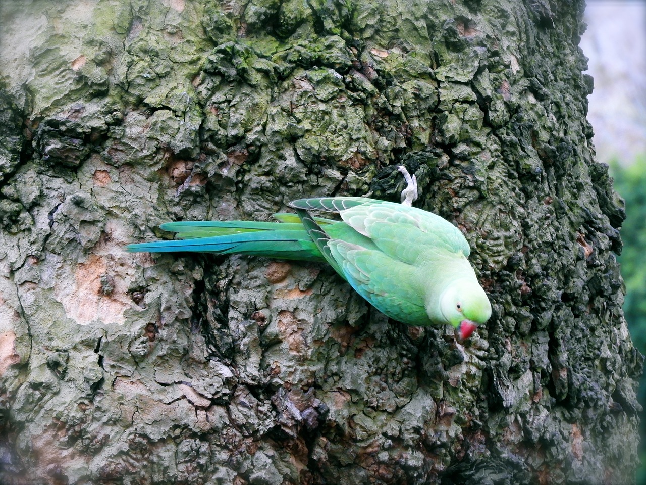 parrot  hyde  park free photo