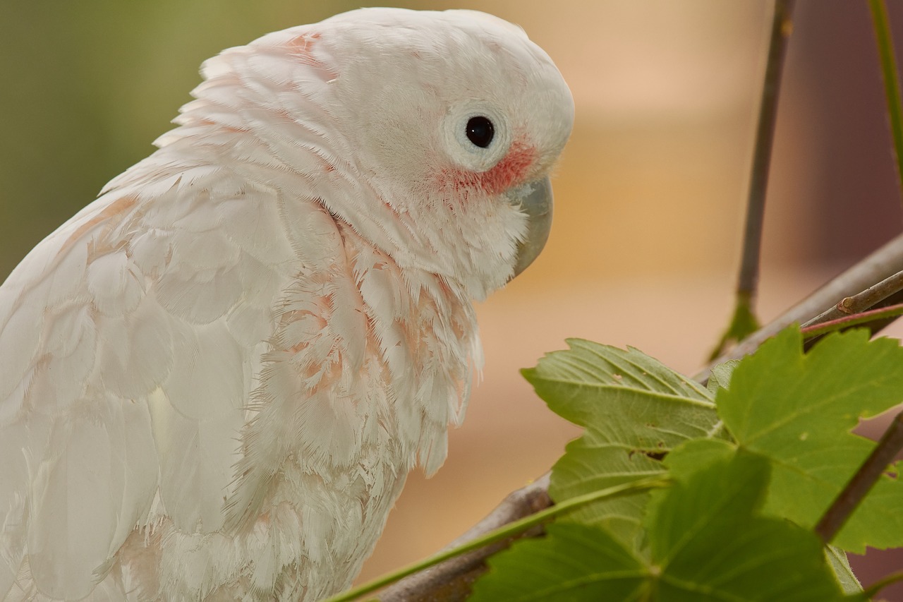 parrot  cockatoo  bird free photo