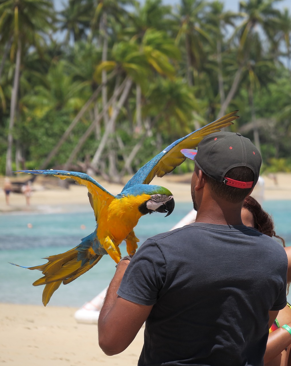 parrot  beach  bird free photo