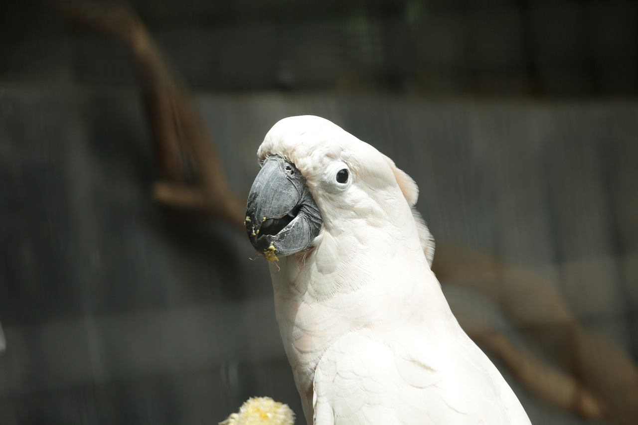 parrot  bird  nature free photo