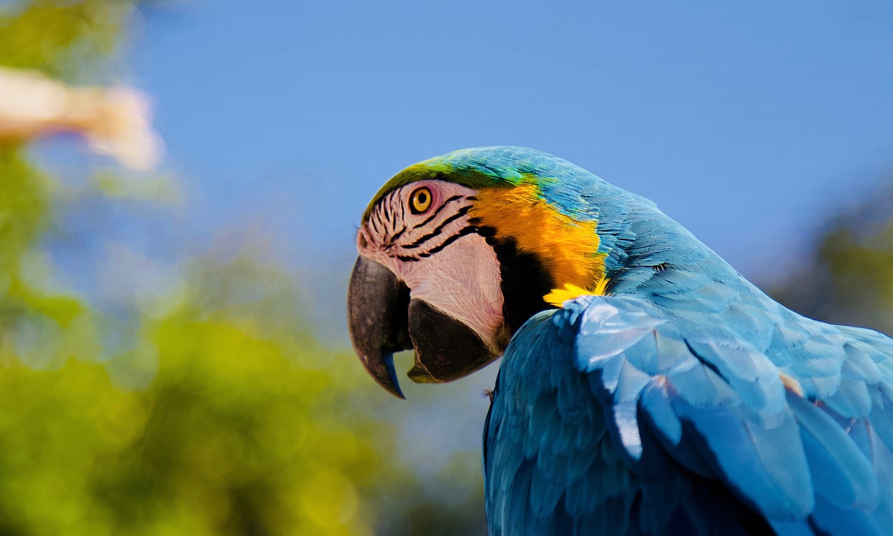 parrot  ara  blue macaw free photo