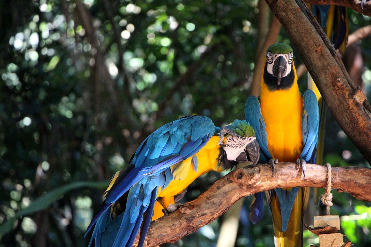 parrot  blue  tree free photo