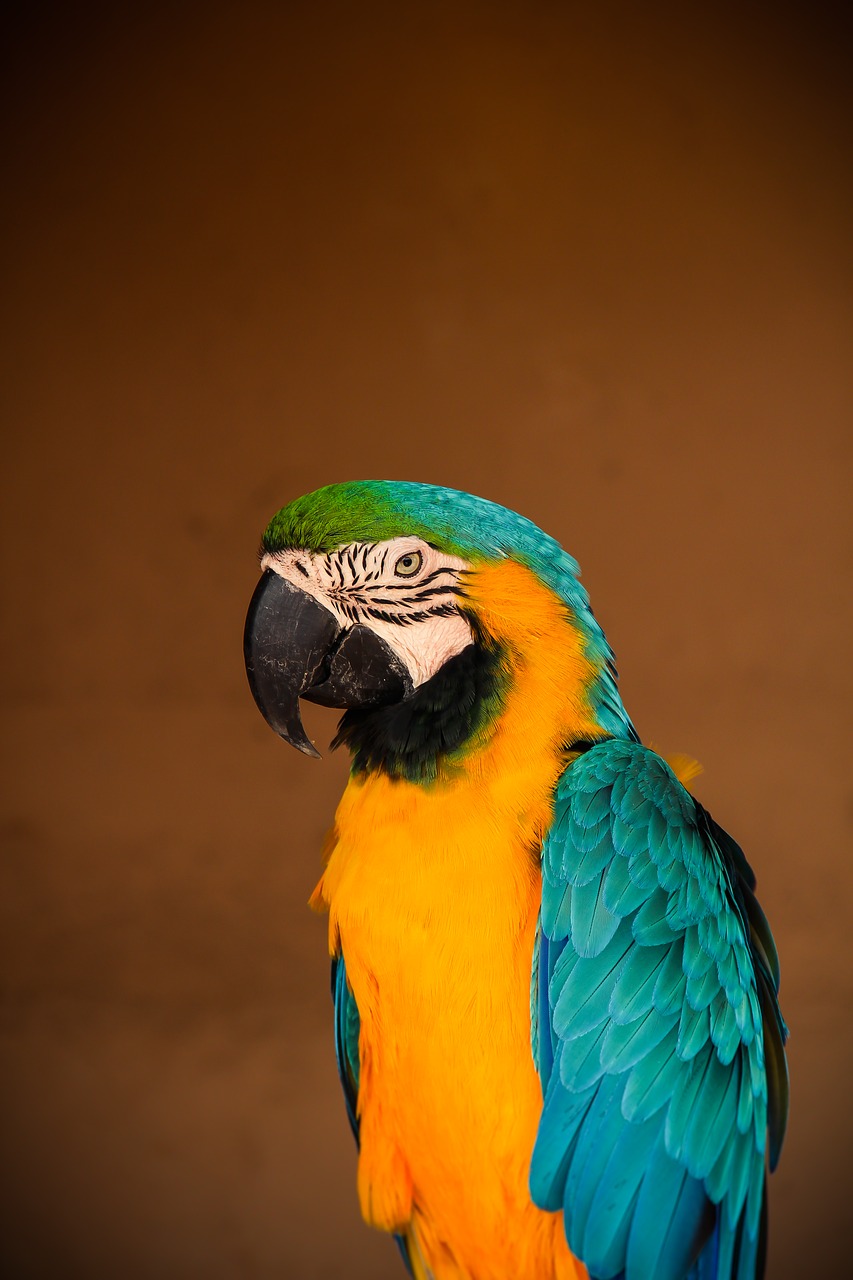 parrot  bird  tropical free photo
