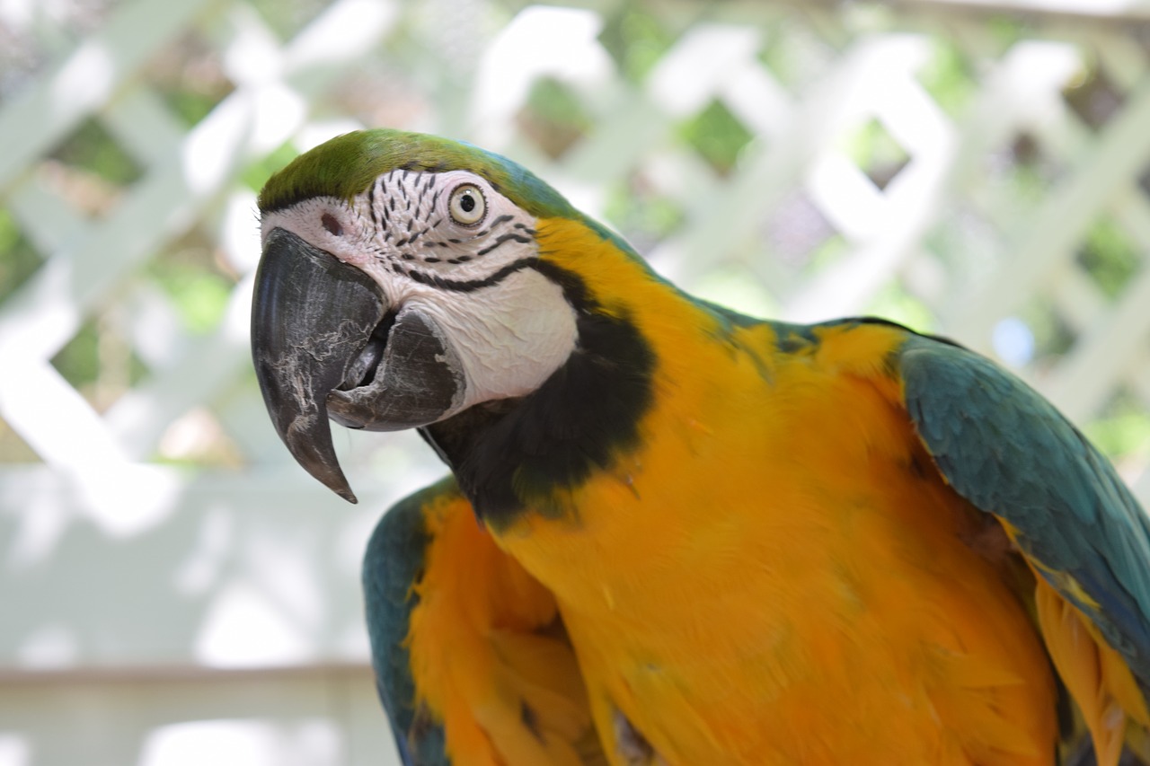 parrot  macaw  bird free photo