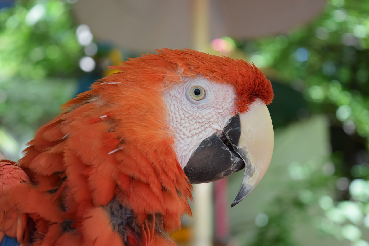 parrot  rust  orange free photo
