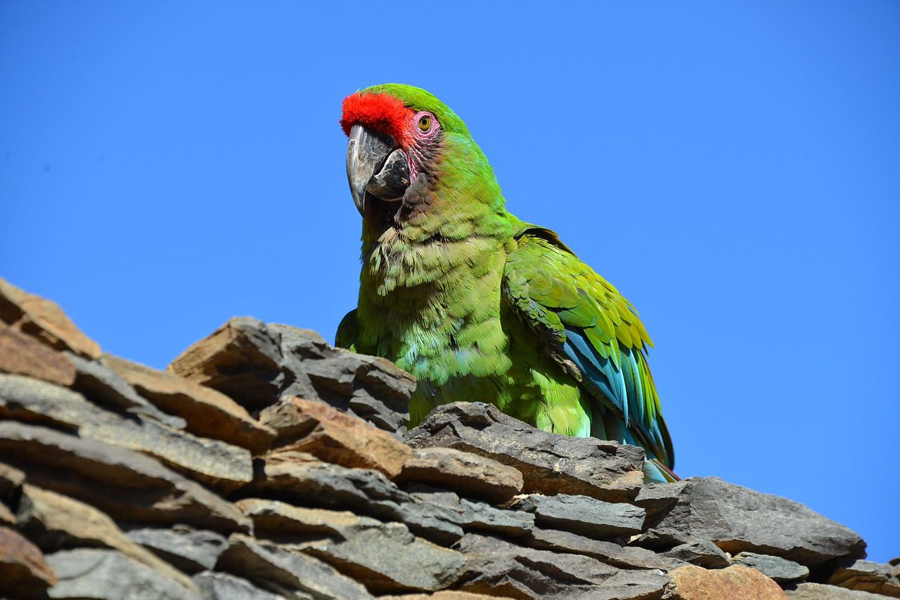 parrot  bird in free nature  animals free photo