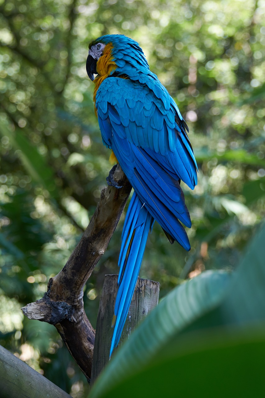 parrot  bird  nature free photo