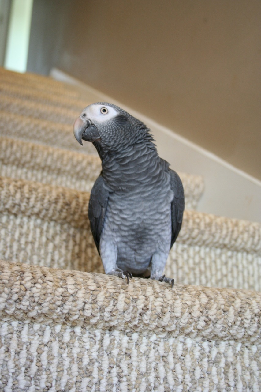 parrot  stairs  african grey free photo