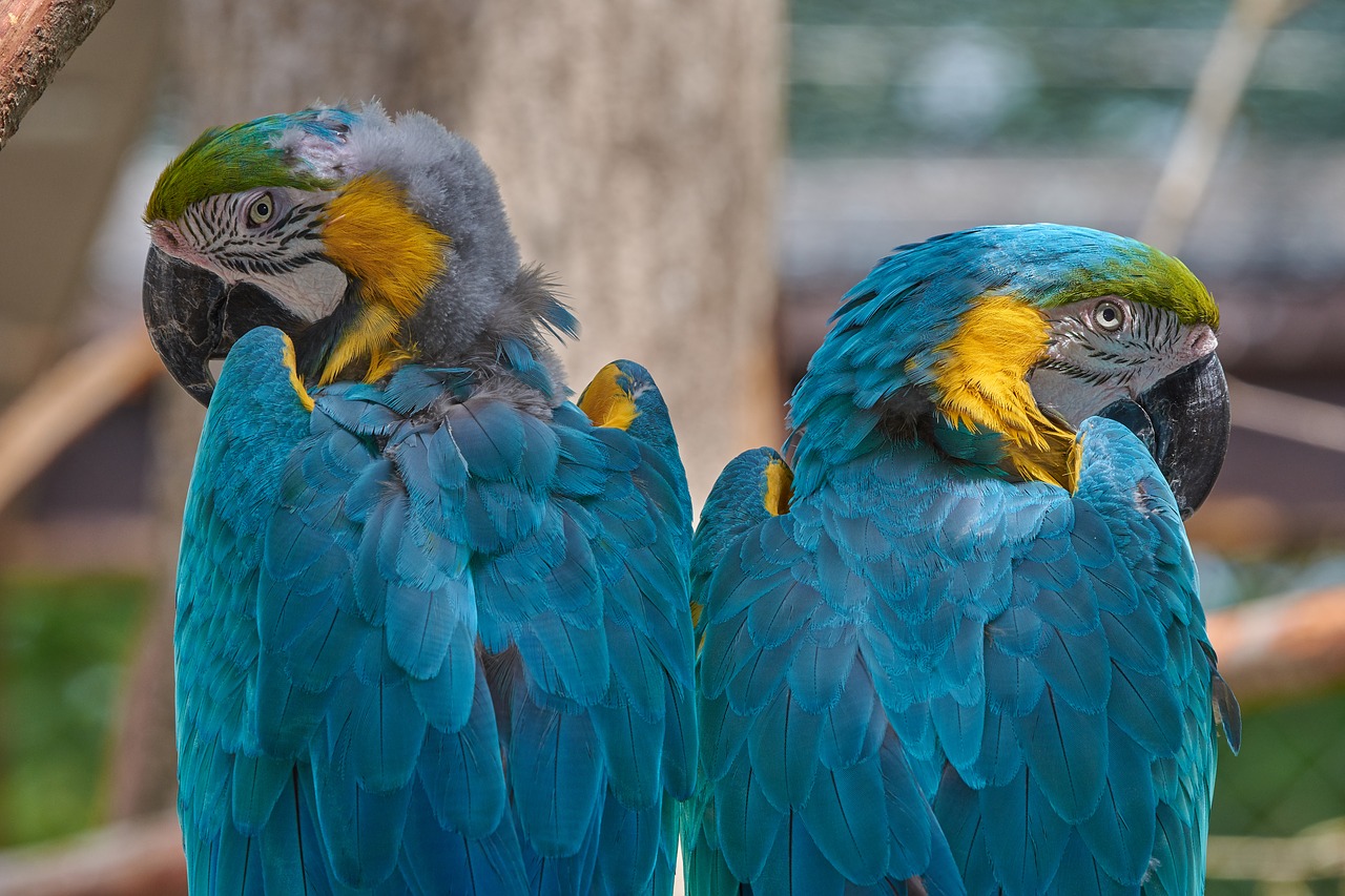 parrot  ara  bird free photo