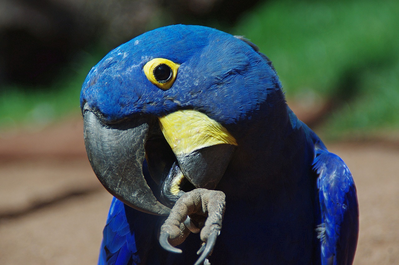 parrot blauara ara free photo