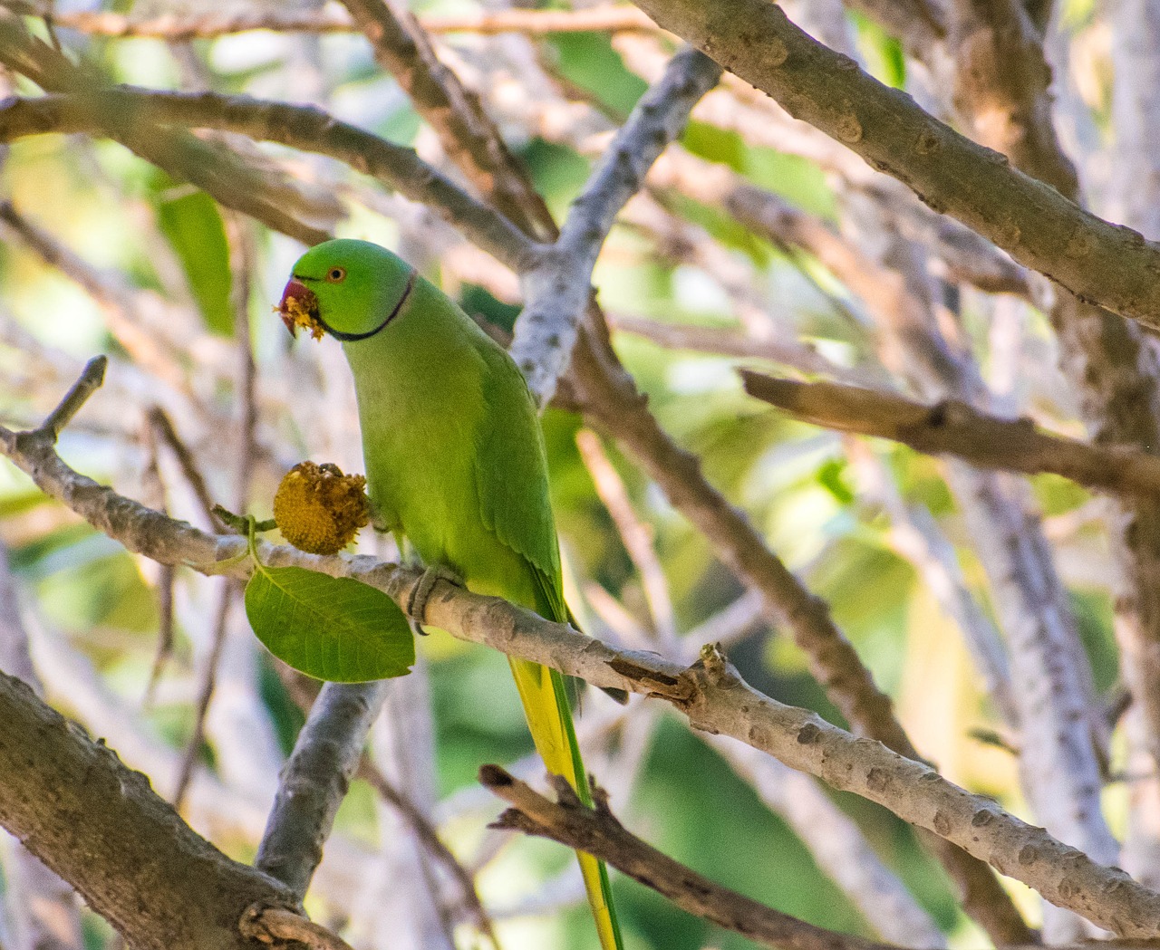 parrot  bird  tree free photo